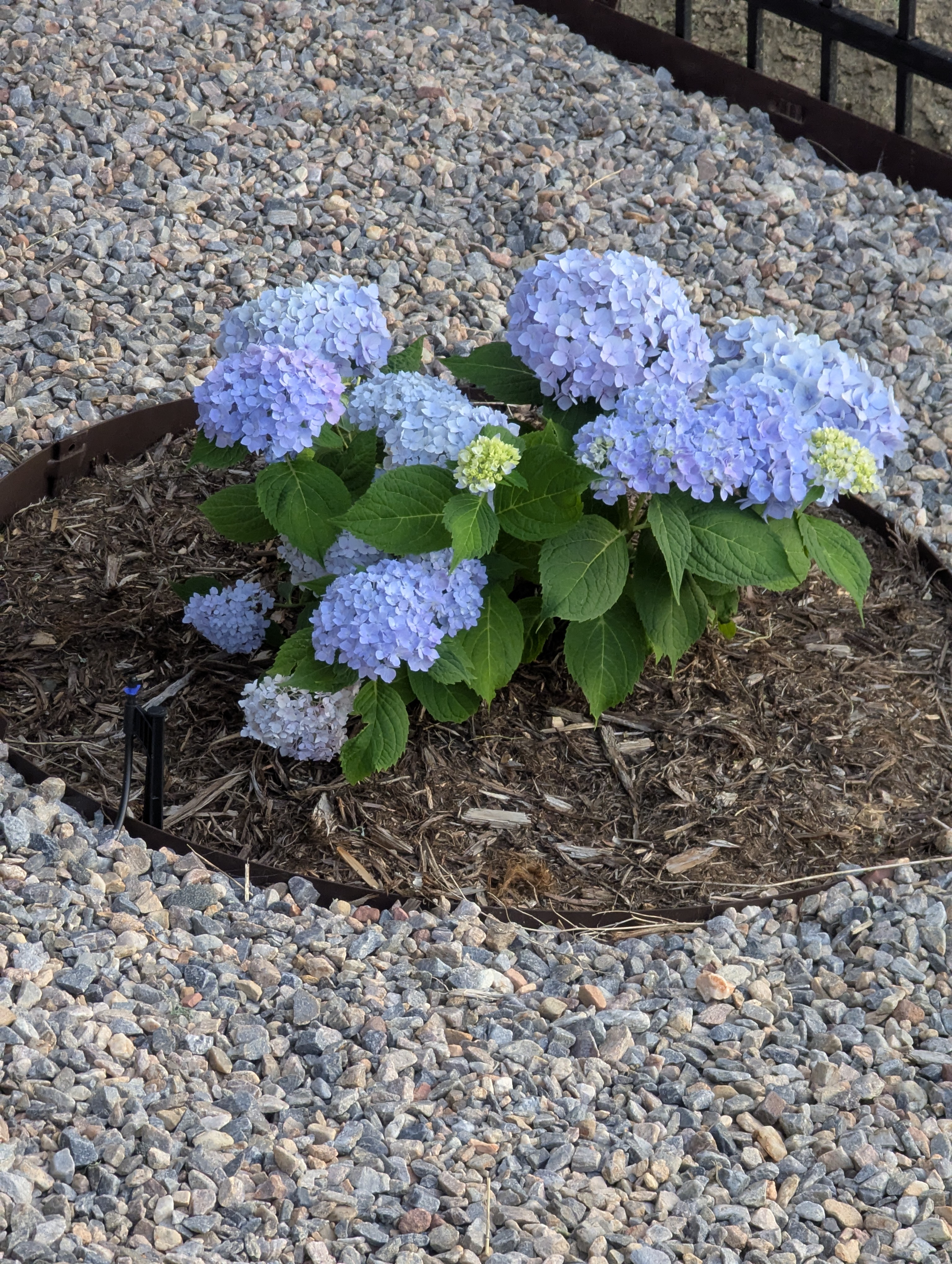 Garden, Morrison, Colorado